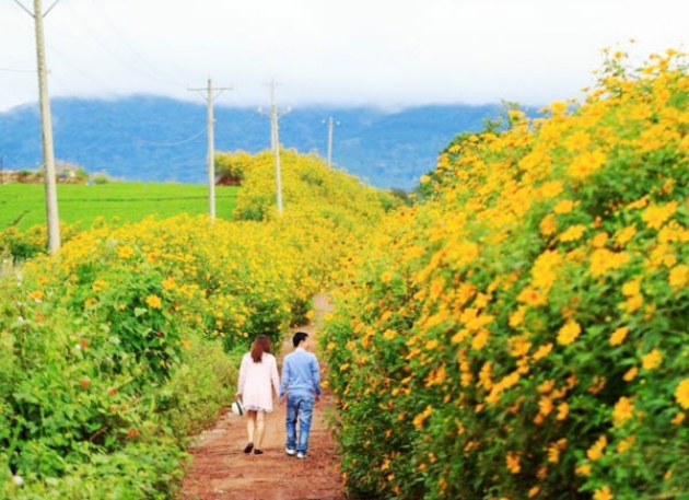 Săn vé giá rẻ chờ mùa hoa dã quỳ Đà Lạt