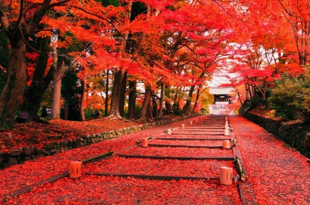 Cùng Vietnam Airlines khám phá mùa lá đỏ Momiji Nhật Bản